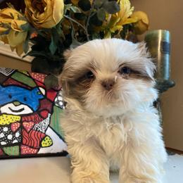 Girl 1 Bella - Gold and white female Shih Tzu puppy in Troy, Michigan from "Shihtzu Best Friend"