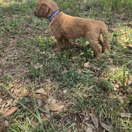 Rex - Apricot male Goldendoodle puppy in Tavares, Florida from Spirited Doodles
