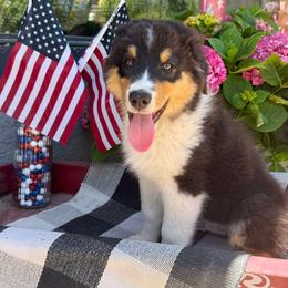 Rubius Hagrid - Black tri-color male Australian Shepherd puppy in Tehachapi, California from Boundless Joy Aussies