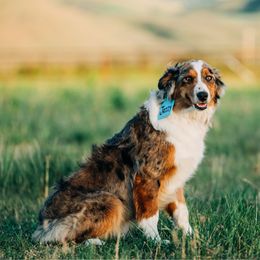 Jazzy - Australian Shepherd