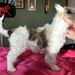 TopBrass' Girl Code 'Stevie' - Slate female Chinese Crested puppy in Auburn, Kansas from TopBrass Kennels