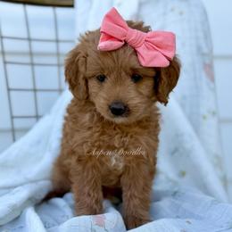 May (Peach collar) - Apricot female Goldendoodle puppy in Salem, Utah from Aspen Doodles