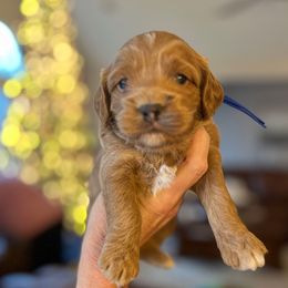 Toddy - Buff and white male Cockapoo puppy in Alexandria, Alabama from Bright and Beautiful Cockapoos and Doodles