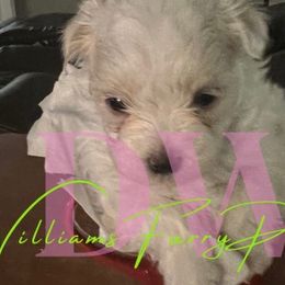 Maltese from WilliamsFurryPals
