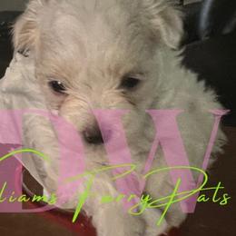 Maltese from WilliamsFurryPals