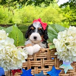 Coral - Tri-color female Bernedoodle puppy in Russell Springs, Kentucky from 270 Doodles