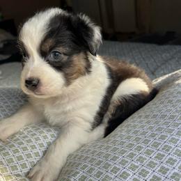 Holley - Black tri-color female Australian Shepherd puppy in Grants Pass, Oregon from Carmel Mountain Aussies