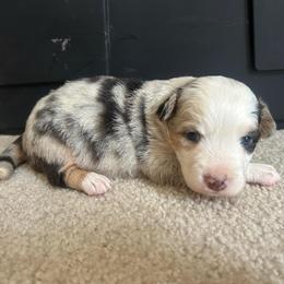 Blue Merle female 2 - Blue female Companion Cross puppy in Greenwood, South Carolina from JOY Farms