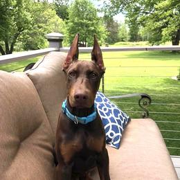 Doberman Pinscher Puppies from Jensen Dobermans