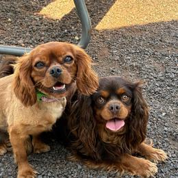 Cody-Chocolate Cavalier - Cavalier King Charles Spaniel
