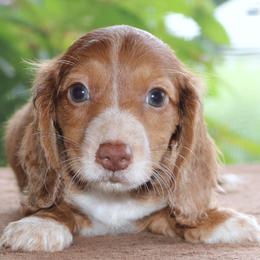 Marvin Purebred DNA Tested Parents Health Certified Family Raised Piebald - Chocolate male Dachshund puppy in Haines City, Florida from Divine Poodle Paradise Standard Poodles & Divine Dachshunds