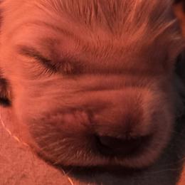 Golden Retrievers from MI Golden Sands