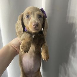 Dachshund Puppies from Dreaming of Dachshunds