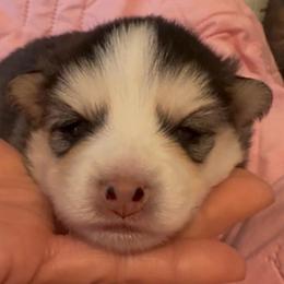Indie - Black and white female Pomsky puppy in Spring Hill, Florida from PDQ Pomskies