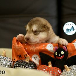 M8 - Red and white male Alaskan Malamute puppy in Kingston, Tennessee from North Shore Alaskan Malamutes