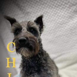 Miniature Schnauzers, Poodles, and Yorkshire Terriers from Copper Rose Farm