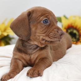 Rusty AKC - Red male Dachshund puppy in Coweta, Oklahoma from Sunnyside Dachshunds
