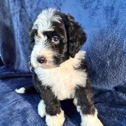 Baron - Black and white male Bernedoodle puppy in Battle Creek, Michigan from T-Rose’s Bernedoodle & Pomsky Puppies