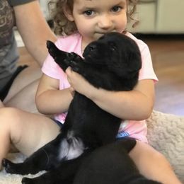 Labrador Retriever Puppies from Southern Tails Labradors