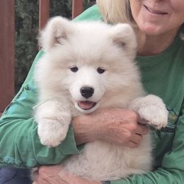 Sage - White female Samoyed puppy in Fallbrook, California from Bruin Samoyeds