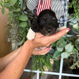 Woody - Piebald male Dachshund puppy in Aurora, Missouri from Baker Farms