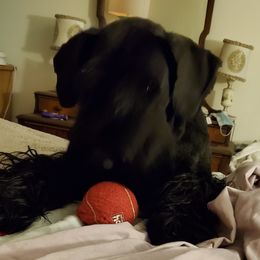 Giant Schnauzer All Grown Up from LaRoc Onyx Riesinbach Kennels