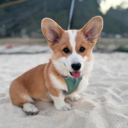 Pembroke Welsh Corgi puppies from Westbrooke Kennels