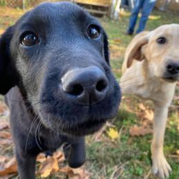 Jack Russell Terrier and Labrador Retriever Puppies from Canine Assist