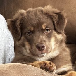 Miniature Australian Shepherds from Sun & Moon Aussies