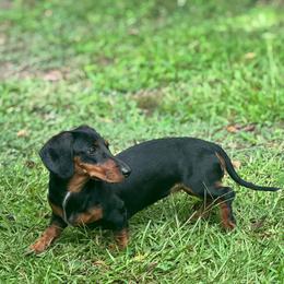 Stella - Dachshund