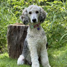 Lulu - Poodle