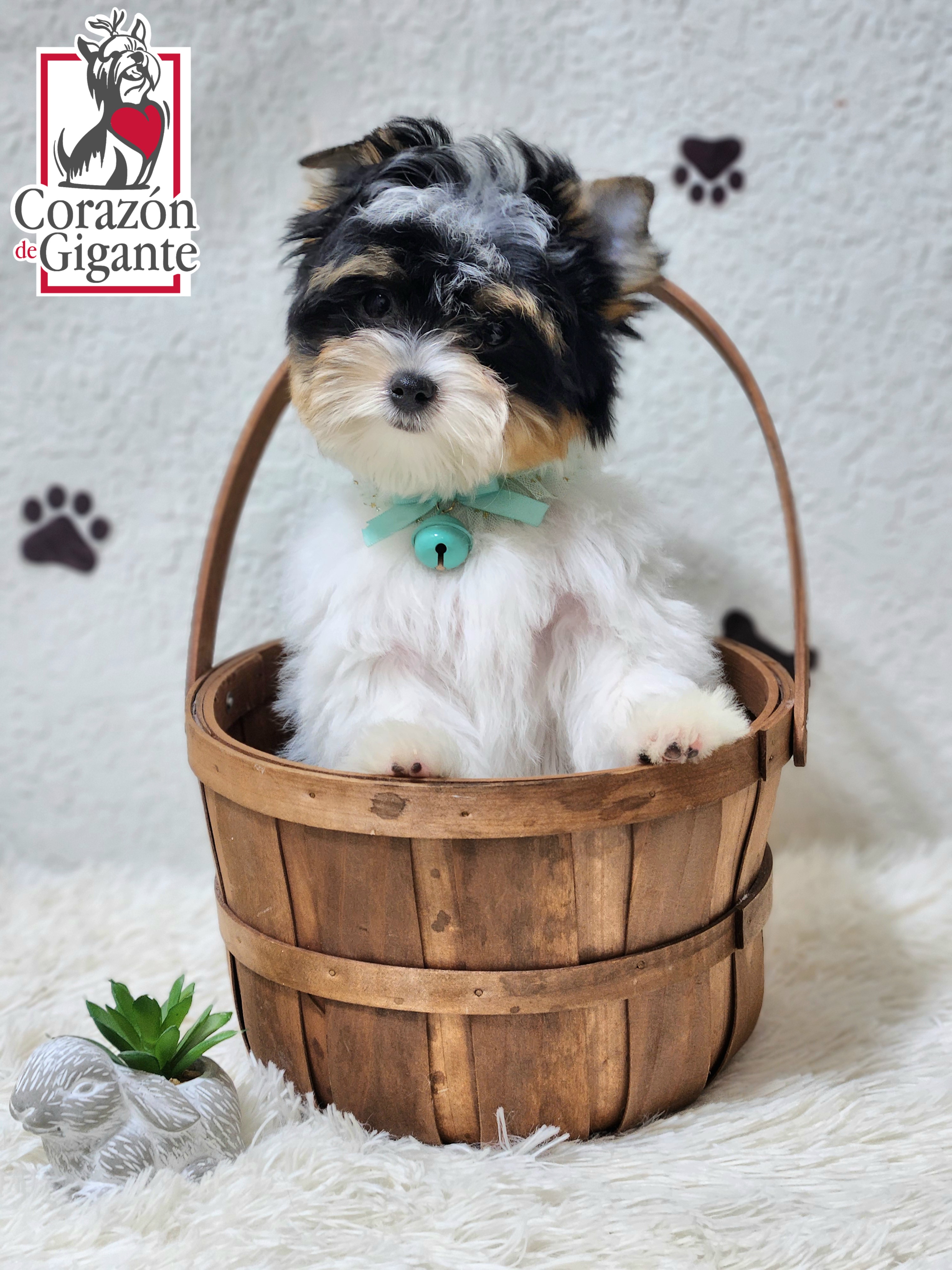 Biewer Terrier and Yorkshire Terrier Puppies from Corazón de gigante