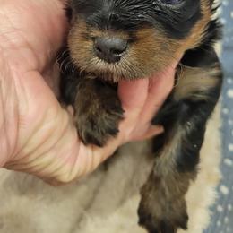 2 paws - Chocolate, tan and white male Yorkshire Terrier puppy in Chickasha, Oklahoma from SISSYS YORKIES