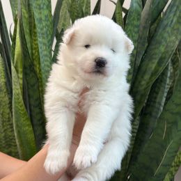Tasso - White male Samoyed puppy in Lafayette, Louisiana from Southern Roux Samoyeds