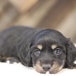Valor - Black and cream male Dachshund puppy in Alto, Texas from Prima Dachshunds