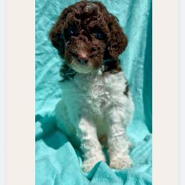 Third choice male - Apricot male Goldendoodle puppy in Sterling, Connecticut from Justine’s Retrievers and Doodles, LLC