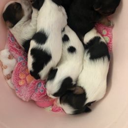 Yorkshire Terrier Puppies from Jackie Jenny’s Precious Yorkies