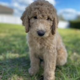 Goldendoodle Puppies from Da Ruba Doodles