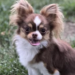 Nova - Chihuahua
