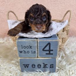 Cappuccino (Chino) - Red phantom male Aussiedoodle puppy in Haleyville, Alabama from The Cuddly Dood Ranch