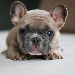 Drac - Blue fawn male French Bulldog puppy in Bolivar, Missouri from BuschBabyBulldogs