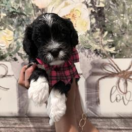 Maddy - Black and white female Cavapoo puppy in Riverview, Florida from Doodley Doo Doodles