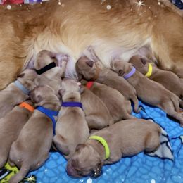 Golden Retriever Puppies from Sydney’s Goldens