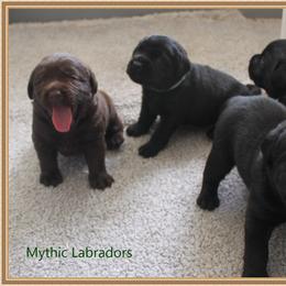 Labrador Retriever Puppies from Mythic Labradors, LLC