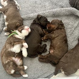 Bernedoodles, Cavalier King Charles Spaniels, Cavapoos, and Cockapoos from Harper Haven Cavapoos & Doodles