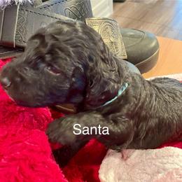 Santa - Black male Goldendoodle puppy in St Johns, Florida from Nini's Poodles and Doodles of St. Johns Co.