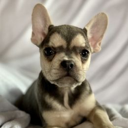 French Bulldogs from Gini Smith