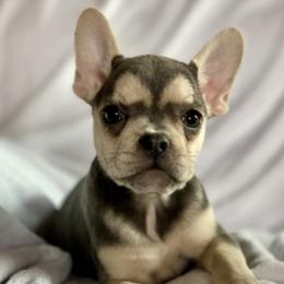 French Bulldogs from Gini Smith