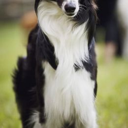 Silken Windhounds from Wind n Satin Sighthounds