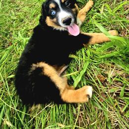 Australian Shepherd Puppies from Georgia Peach Aussies